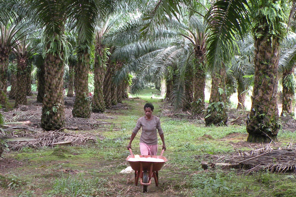 Palm oil slavery